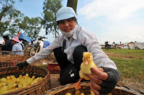 Một người bán ngan con tại khu vực gia cầm. Giá một con ngan chỉ từ 3.500 đến 12.000 đồng. Một người bán ngan con tại khu vực gia cầm. Giá một con ngan chỉ từ 3.500 đến 12.000 đồng.