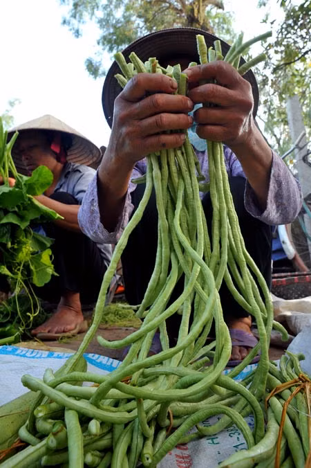 Những người bán rau nơi đây thường tự trồng tại vườn nhà mang đi bán.