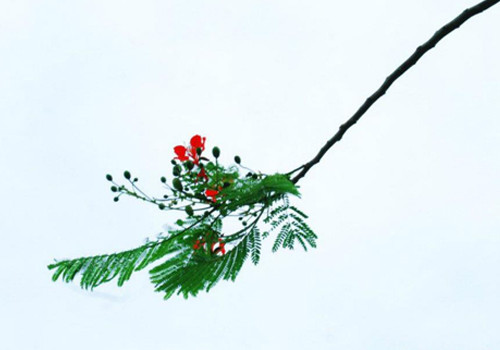 Một cành phượng vĩ giữa trời mênh mông. Một cành phượng vĩ giữa trời mênh mông.