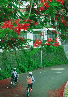 Những cô bé học trò đạp xe trước cổng trường. Những cô bé học trò đạp xe trước cổng trường.