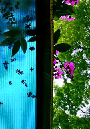 Nhành bằng lăng tím. Nhành bằng lăng tím.