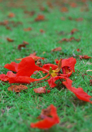 Một cánh hoa rơi. Một cánh hoa rơi.