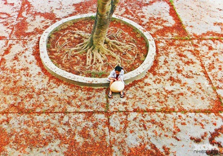 Mùa hạ hoa phượng rơi đầy. Mùa hạ hoa phượng rơi đầy.