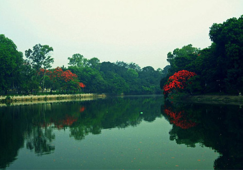 Phượng rủ bóng xuống mặt hồ. Phượng rủ bóng xuống mặt hồ.