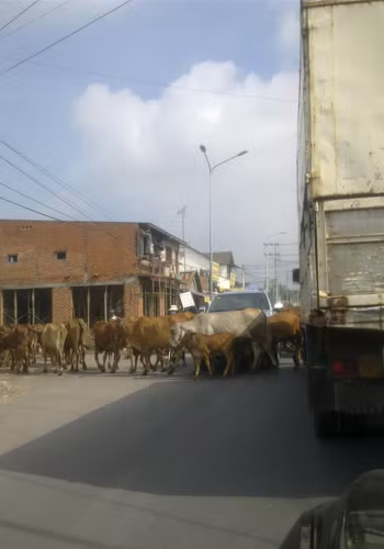 Đường là của chung, người bò xe đều tranh nhau đi. Ảnh: Nguyễn Trọng Quỳnh.