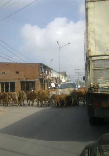 Đường là của chung, người bò xe đều tranh nhau đi. Ảnh: Nguyễn Trọng Quỳnh. Đường là của chung, người bò xe đều tranh nhau đi. Ảnh: Nguyễn Trọng Quỳnh.