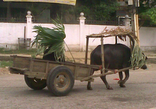 Làm 'lộng' che cho trâu, trong khi người thì che bằng tàu lá cọ. Ảnh: Trinh Duc Tri. Làm 'lộng' che cho trâu, trong khi người thì che bằng tàu lá cọ. Ảnh: Trinh Duc Tri.