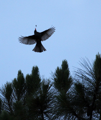 Vườn quốc gia Chư Yang Sin nằm trên địa bàn hai huyện Krông Bông và Lak, cách thành phố Buôn Ma thuột 60 km về hướng đông. Trong ảnh là một con chim Cành Cạch đen đang bắt mồi trong vườn. Vườn quốc gia Chư Yang Sin nằm trên địa bàn hai huyện Krông Bông và Lak, cách thành phố Buôn Ma thuột 60 km về hướng đông. Trong ảnh là một con chim Cành Cạch đen đang bắt mồi trong vườn.