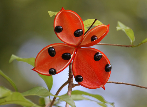 Quả cây Chôm nở bung vỏ, để lộ ra những hạt đen nhánh. Trông xa xa, người ta có thể lầm tưởng nó là con bướm. Quả cây Chôm nở bung vỏ, để lộ ra những hạt đen nhánh. Trông xa xa, người ta có thể lầm tưởng nó là con bướm.