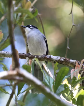 Họa mi đầu đen. Họa mi đầu đen.