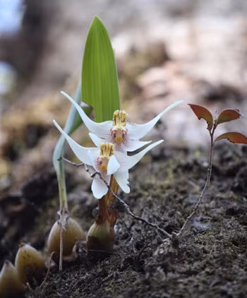 Phong lan trên độ cao 1.900m của dãy Chư Yang Phan. Phong lan trên độ cao 1.900m của dãy Chư Yang Phan.