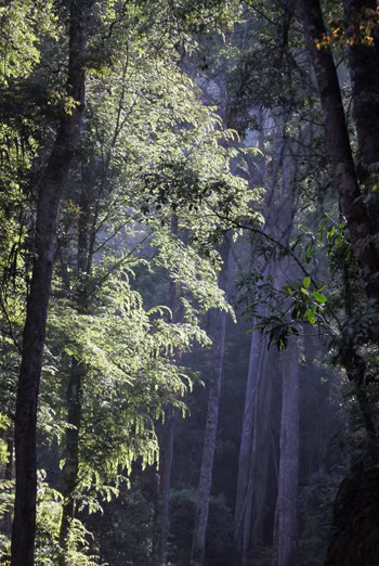 Nắng sớm trong vạt rừng dẻ đá. Vườn có diện tích tự nhiên là 58.947 ha với đỉnh Chư Yang Sin cao 2.442 m. Đây là đỉnh núi cao nhất của dãy núi Nam Trường Sơn. Nắng sớm trong vạt rừng dẻ đá. Vườn có diện tích tự nhiên là 58.947 ha với đỉnh Chư Yang Sin cao 2.442 m. Đây là đỉnh núi cao nhất của dãy núi Nam Trường Sơn.