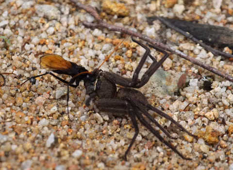 Tò vò tha mồi về tổ. Tò vò tha mồi về tổ.