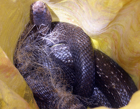 Con rắn hổ đất được anh Giang bắt nặng 4,5 kg. Ảnh: Gia Bảo.