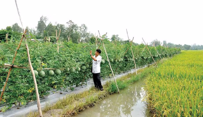 Việc thích ứng phải gắn với phát triển bền vững, tận dụng các cơ hội do biến đổi khí hậu mang lại, hài hòa lợi ích. Ảnh minh họa: Báo Cần Thơ