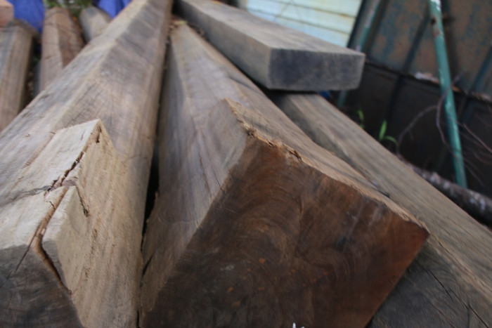 Theo một số người dân nơi đây thì số gỗ này “đại gia” xây nhà lớn cũng khó kiếm, huống gì là hộ thuộc diện chính sách mua về với mục đích làm nhà!?. Ảnh T.L Theo một số người dân nơi đây thì số gỗ này “đại gia” xây nhà lớn cũng khó kiếm, huống gì là hộ thuộc diện chính sách mua về với mục đích làm nhà!?. Ảnh T.L