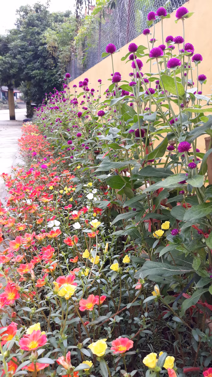 Cổng trường bốn mùa đều có hoa tươi. Ảnh tư liệu nhà trường cung cấp.