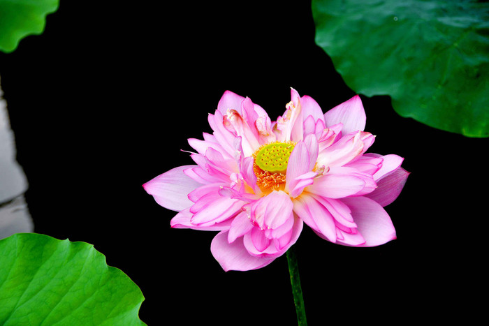 Đóa sen tinh khiết.Ảnh: Phạm Đức. Đóa sen tinh khiết.Ảnh: Phạm Đức.