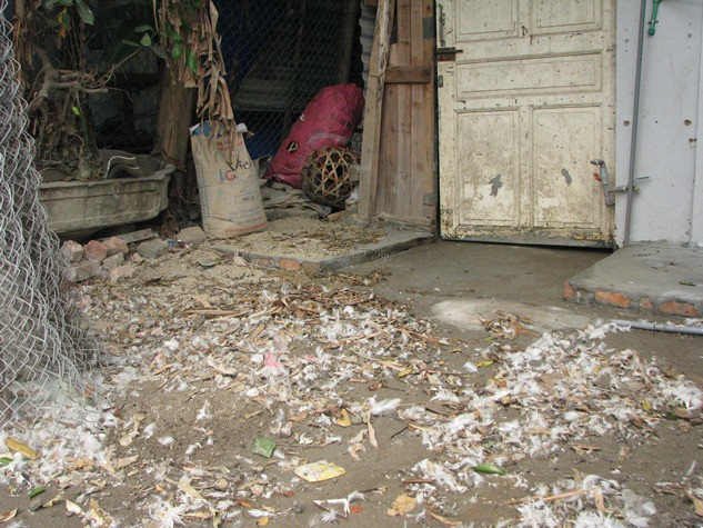 Những sợi lông gà, vịt, ngan...hay những túi ni long chỉ cần một cơn gió thoảng qua cũng đủ để “ rước” rác vào nhà. Những sợi lông gà, vịt, ngan...hay những túi ni long chỉ cần một cơn gió thoảng qua cũng đủ để “ rước” rác vào nhà.