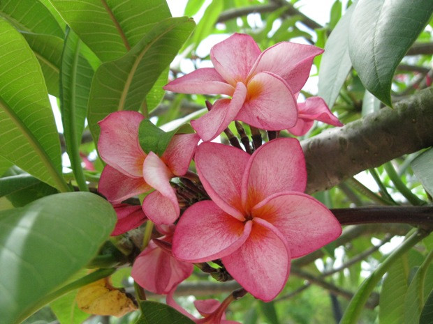 Hoa đại hay hoa sứ chủ yếu tỏa hương về đêm nhằm lôi kéo các loài bướm nhân sư thụ phấn cho chúng. Hoa đại không có mật hoa. Hoa đại hay hoa sứ chủ yếu tỏa hương về đêm nhằm lôi kéo các loài bướm nhân sư thụ phấn cho chúng. Hoa đại không có mật hoa.