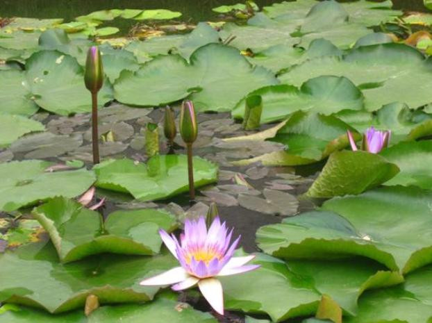 Cây hoa súng sống lâu năm, mọc hoang dại trong ao, mương, kênh, rạch, láng nước, bùn trũng khắp mọi khu vực của Việt Nam. Cây hoa súng sống lâu năm, mọc hoang dại trong ao, mương, kênh, rạch, láng nước, bùn trũng khắp mọi khu vực của Việt Nam.