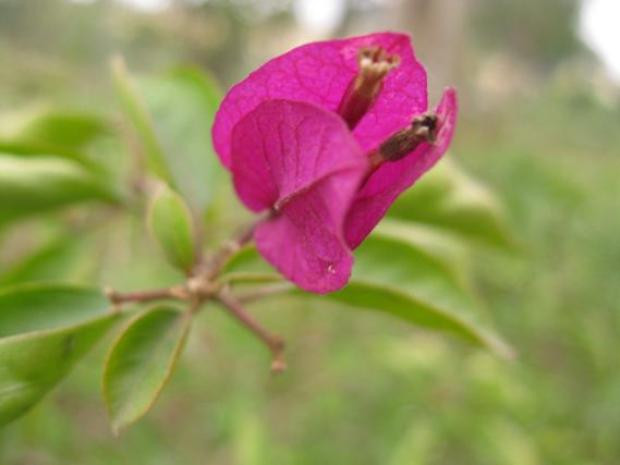 Hoa giấy có nhiều màu sắc, thường trồng ở bờ rào, vườn cây Hoa giấy có nhiều màu sắc, thường trồng ở bờ rào, vườn cây