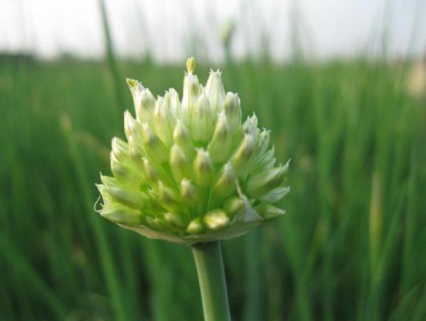 Hoa hành, cây hành ngoài công dụng là một loại rau và gia vị trong việc nấu ăn thì chúng còn được dùng như là cây cảnh khi trồng thành bụi, thành khóm. Hoa hành, cây hành ngoài công dụng là một loại rau và gia vị trong việc nấu ăn thì chúng còn được dùng như là cây cảnh khi trồng thành bụi, thành khóm.