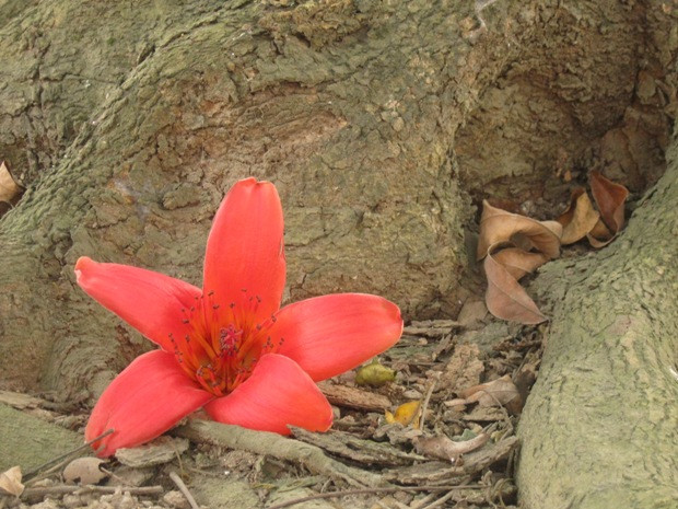 Hoa gạo còn được gọi với những cái tên rất đẹp như hoa mộc miên, pơ lang, cổ bối, ban chi hoa… Hoa gạo còn được gọi với những cái tên rất đẹp như hoa mộc miên, pơ lang, cổ bối, ban chi hoa…