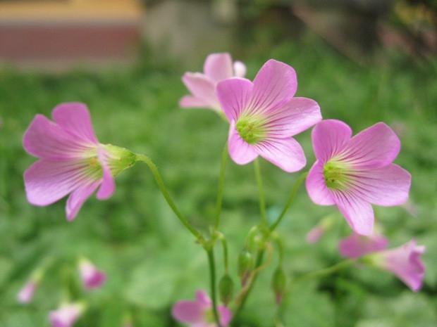 Hoa cỏ ba lá hay còn được gọi là hoa me chua đất với những chiếc lá cây có hình trái tim. Hoa cỏ ba lá hay còn được gọi là hoa me chua đất với những chiếc lá cây có hình trái tim.