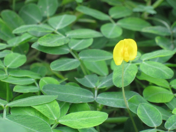 Hoa đậu Hoa đậu