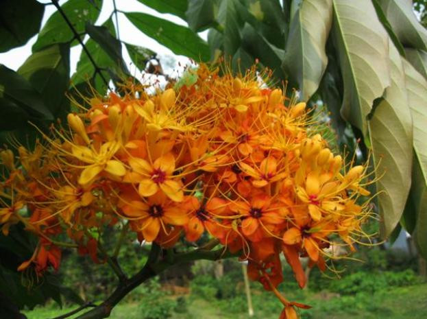 Tên hoa có nghĩa là không ưu tư phiền muộn, nghĩ đến hoa là nghĩ đến sự giải thoát hết mọi sự vẩn đục, vấn vương… của trần gian. Tên hoa có nghĩa là không ưu tư phiền muộn, nghĩ đến hoa là nghĩ đến sự giải thoát hết mọi sự vẩn đục, vấn vương… của trần gian.