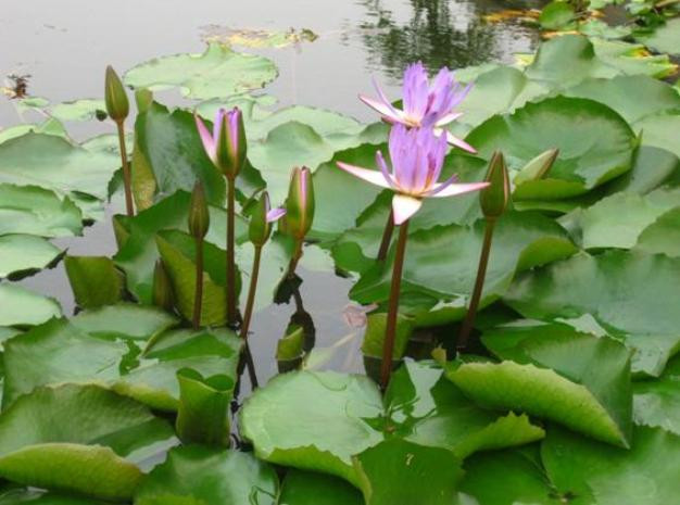 Súng bông tím được trồng cảnh ở tượng đài Bắc Sơn, đường Hoàng Diệu, quận Đống Đa, Hà Nội. Súng bông tím được trồng cảnh ở tượng đài Bắc Sơn, đường Hoàng Diệu, quận Đống Đa, Hà Nội.