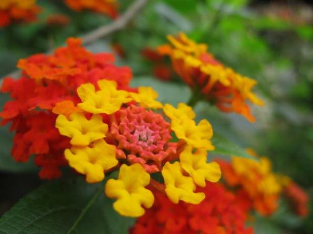 Mai ngũ sắc còn có tên gọi khác là sơn đại đơn (cây sơn đan), cây dương tử hoa đỏ, lá của loài này có độc, trẻ em nếu ăn nhầm sẽ phát sinh triệu chứng như tiêu chảy, đau đầu, buồn nôn, sốt… Mai ngũ sắc còn có tên gọi khác là sơn đại đơn (cây sơn đan), cây dương tử hoa đỏ, lá của loài này có độc, trẻ em nếu ăn nhầm sẽ phát sinh triệu chứng như tiêu chảy, đau đầu, buồn nôn, sốt…