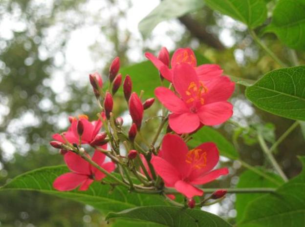 Hoa Hồng mai (Dầu lai lá đơn) hay còn gọi là nhất chi mai, ở Việt Nam nhiều người coi nó như một loài mai đỏ mặc dù nó hoàn toàn không có dính dáng gì đến họ Mai. Hoa Hồng mai (Dầu lai lá đơn) hay còn gọi là nhất chi mai, ở Việt Nam nhiều người coi nó như một loài mai đỏ mặc dù nó hoàn toàn không có dính dáng gì đến họ Mai.