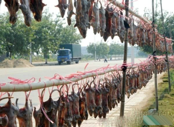 Khô chuột đồng được đem phơi thành từng dàn