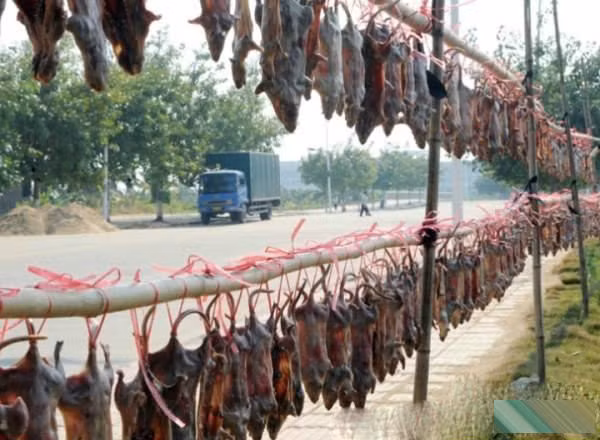 Khô chuột đồng được đem phơi thành từng dàn