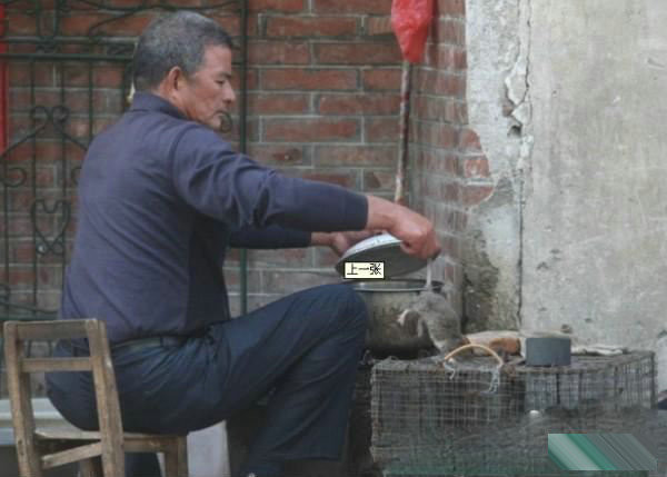 Bắt chuột làm lông