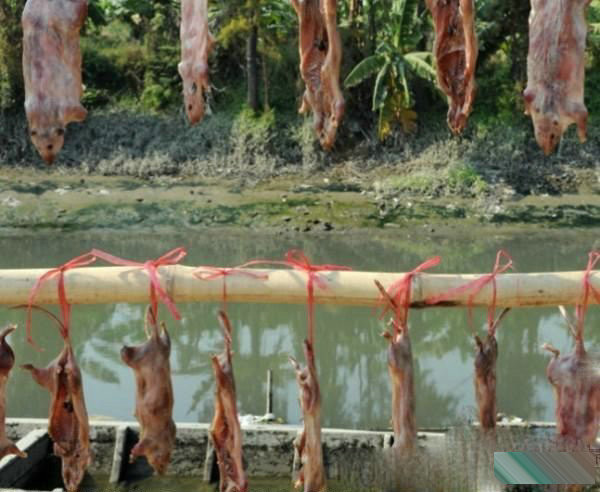 Phơi khô chuột đồng