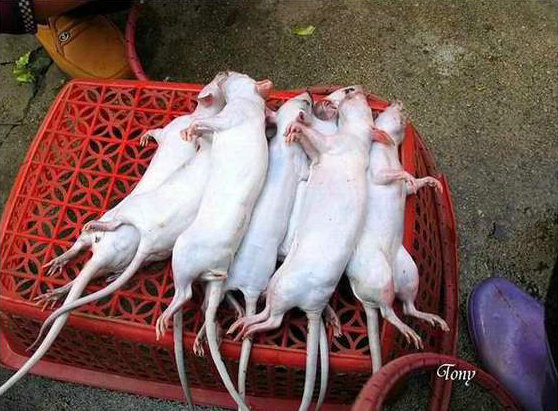 Chuột đồng sau khi đã làm sạch lông