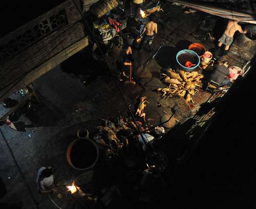 Chợ chó hoạt động từ sáng tinh mơ Chợ chó hoạt động từ sáng tinh mơ