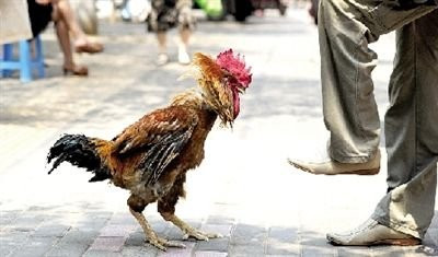 Mặc dù đã có chủ nhà giới thiệu, nhưng khi phóng viên tờ Trịnh Châu buổi chiều giơ chân lên, Cửu Cân lập tức vươn cổ xù lông tự vệ Mặc dù đã có chủ nhà giới thiệu, nhưng khi phóng viên tờ Trịnh Châu buổi chiều giơ chân lên, Cửu Cân lập tức vươn cổ xù lông tự vệ