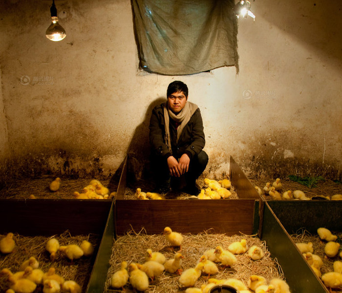 Về quê chăn vịt Về quê chăn vịt