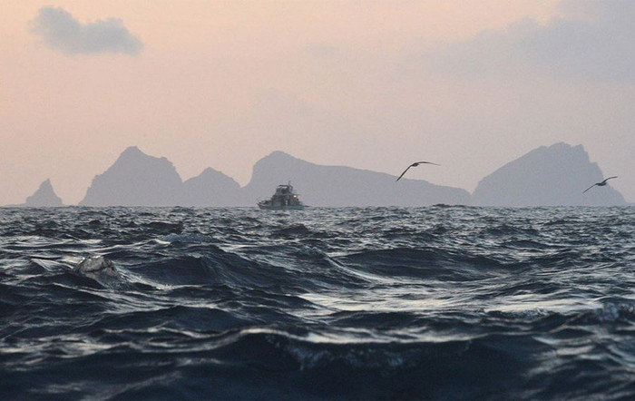 Hải âu tung cánh