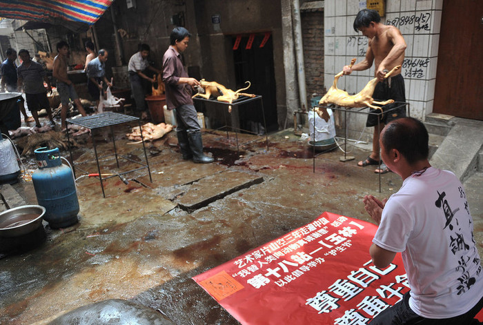 Quay sang lạy cả những con chó đang trên bàn cạo lông, mổ bụng Quay sang lạy cả những con chó đang trên bàn cạo lông, mổ bụng