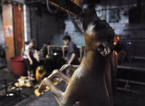 Chó sau khi thui được treo cả con lên móc chờ xuất bán