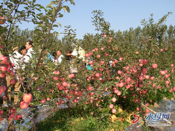Mùa táo chín, Yên Đài đón rất nhiều thương lái các nơi về thu mua >> XEM CHI TIẾT TẠI ĐÂY Mùa táo chín, Yên Đài đón rất nhiều thương lái các nơi về thu mua >> XEM CHI TIẾT TẠI ĐÂY