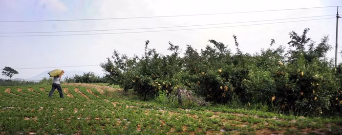 Vác cả tải bao thuốc sâu vào ruộng táo >> XEM CHI TIẾT TẠI ĐÂY