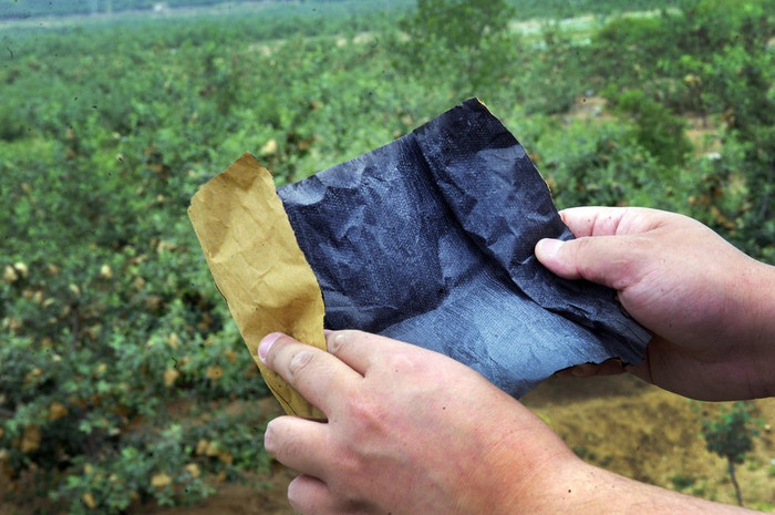 Mở túi ra, những hạt bột thuốc trừ sâu màu trắng đục lấm tấm trên nền giấy tái chế đen kịt, bốc mùi hăng hắc. Phụ nữ, trẻ em và những người sức khỏe yếu nếu không dùng găng tay, khẩu trang sẽ bị đau đầu, chóng mặt, buồn nôn khi đi bọc táo >> XEM CHI TIẾT TẠI ĐÂY Mở túi ra, những hạt bột thuốc trừ sâu màu trắng đục lấm tấm trên nền giấy tái chế đen kịt, bốc mùi hăng hắc. Phụ nữ, trẻ em và những người sức khỏe yếu nếu không dùng găng tay, khẩu trang sẽ bị đau đầu, chóng mặt, buồn nôn khi đi bọc táo >> XEM CHI TIẾT TẠI ĐÂY