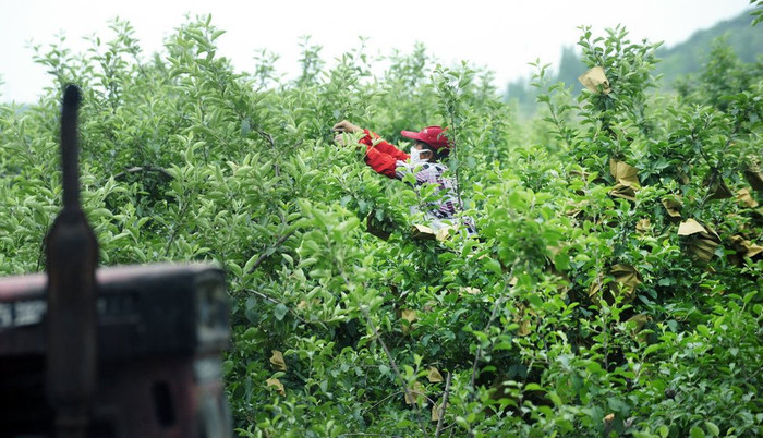 Nông dân Yên Đài, Sơn Đông, Trung Quốc bọc trái táo từ lúc còn non để cho dòng táo quả to, láng mượt và bán được giá >> XEM CHI TIẾT TẠI ĐÂY Nông dân Yên Đài, Sơn Đông, Trung Quốc bọc trái táo từ lúc còn non để cho dòng táo quả to, láng mượt và bán được giá >> XEM CHI TIẾT TẠI ĐÂY