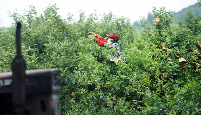 Nông dân Yên Đài, Sơn Đông, Trung Quốc bọc trái táo từ lúc còn non để cho dòng táo quả to, láng mượt và bán được giá >> XEM CHI TIẾT TẠI ĐÂY